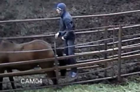 man fucks mare|Lucky guy with a huge cock fucks a mare .